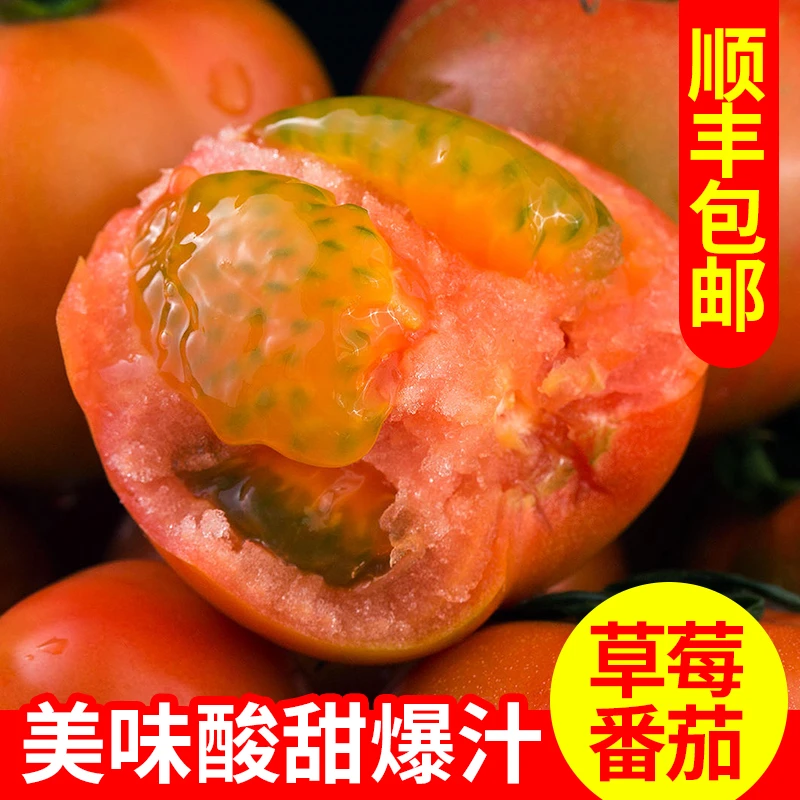 生吃草莓番茄铁皮柿子新鲜小番茄孕妇烟台自然熟西红柿沙瓤