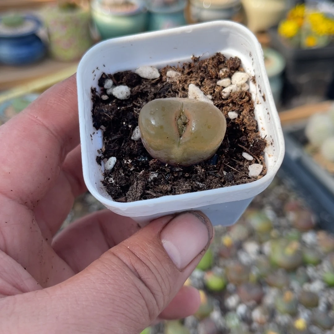 多肉植物一物一拍14