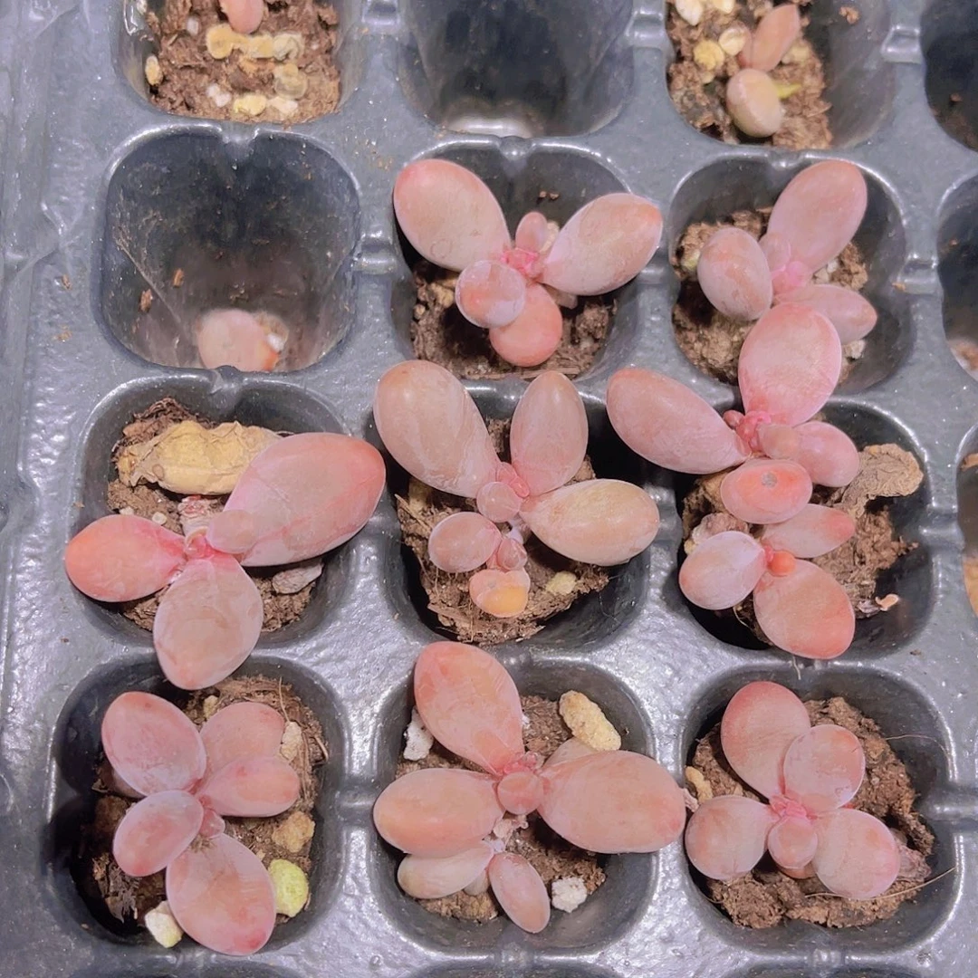精品红手指一单八颗
