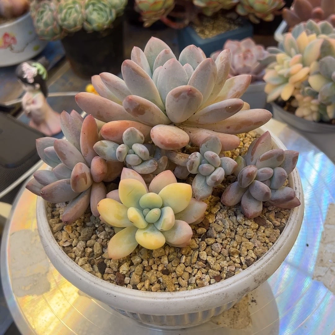 香水锦，，，，，，，，，，，，，