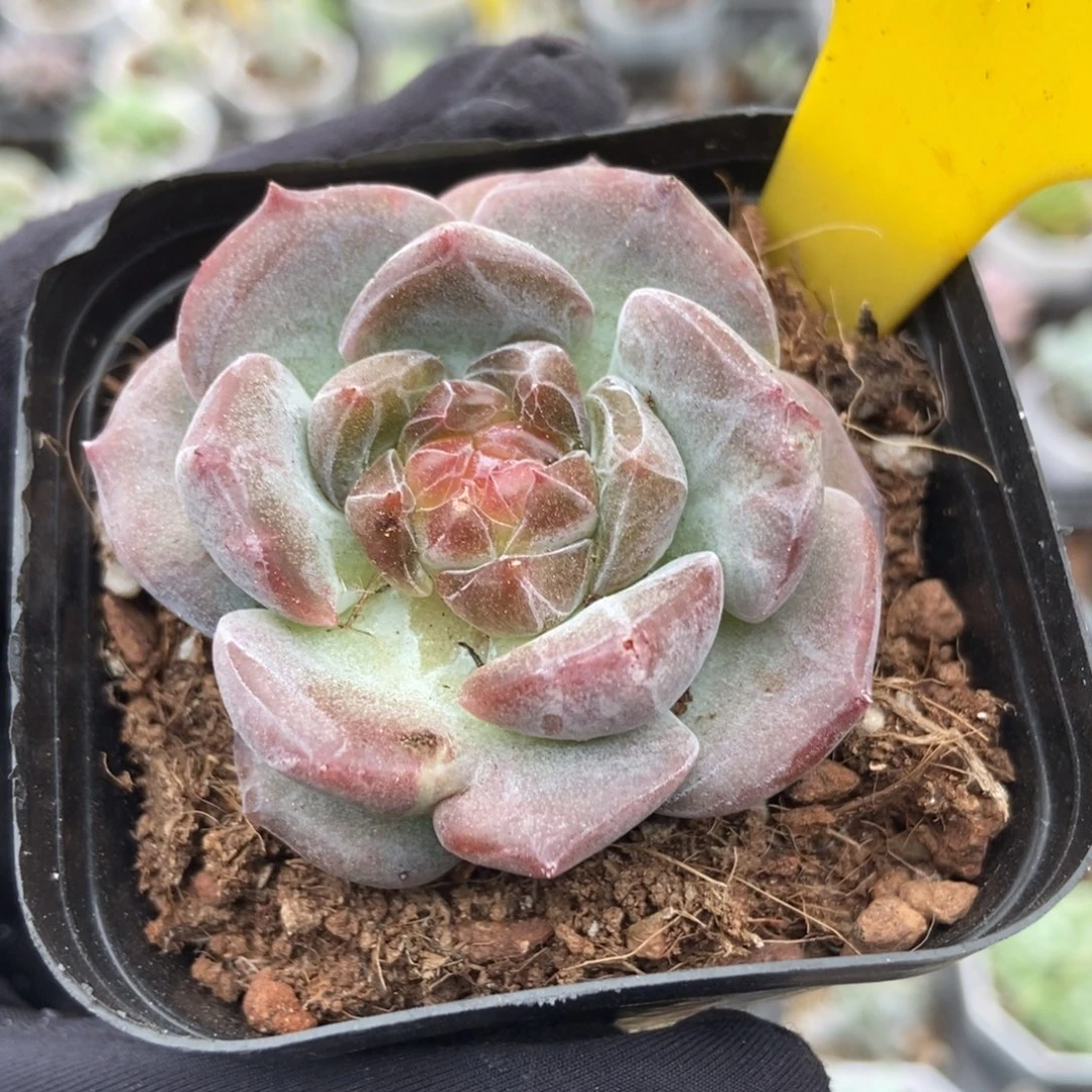 610溏心冰魄多肉植物