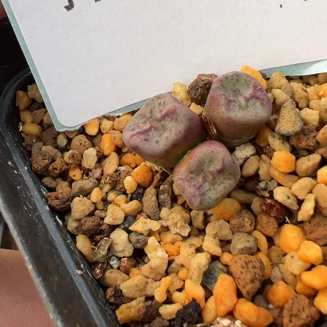 28-69肉锥多肉植物