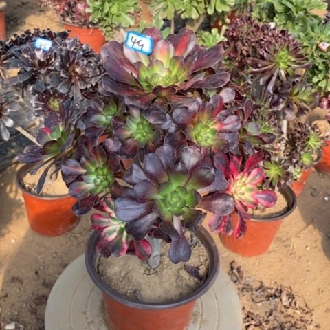 花蝴蝶捧花一物一拍