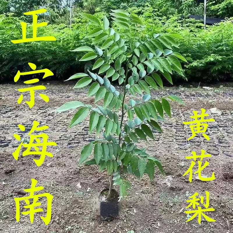 海南黄花梨树苗正宗珍贵苗木黄花梨苗降香黄檀红木常绿庭院绿化树