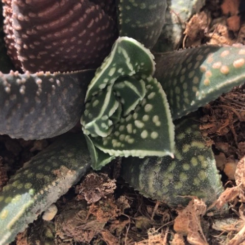 小*子流星侧牙无根硬叶