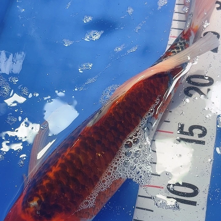 锦鲤锦鲤好养耐活