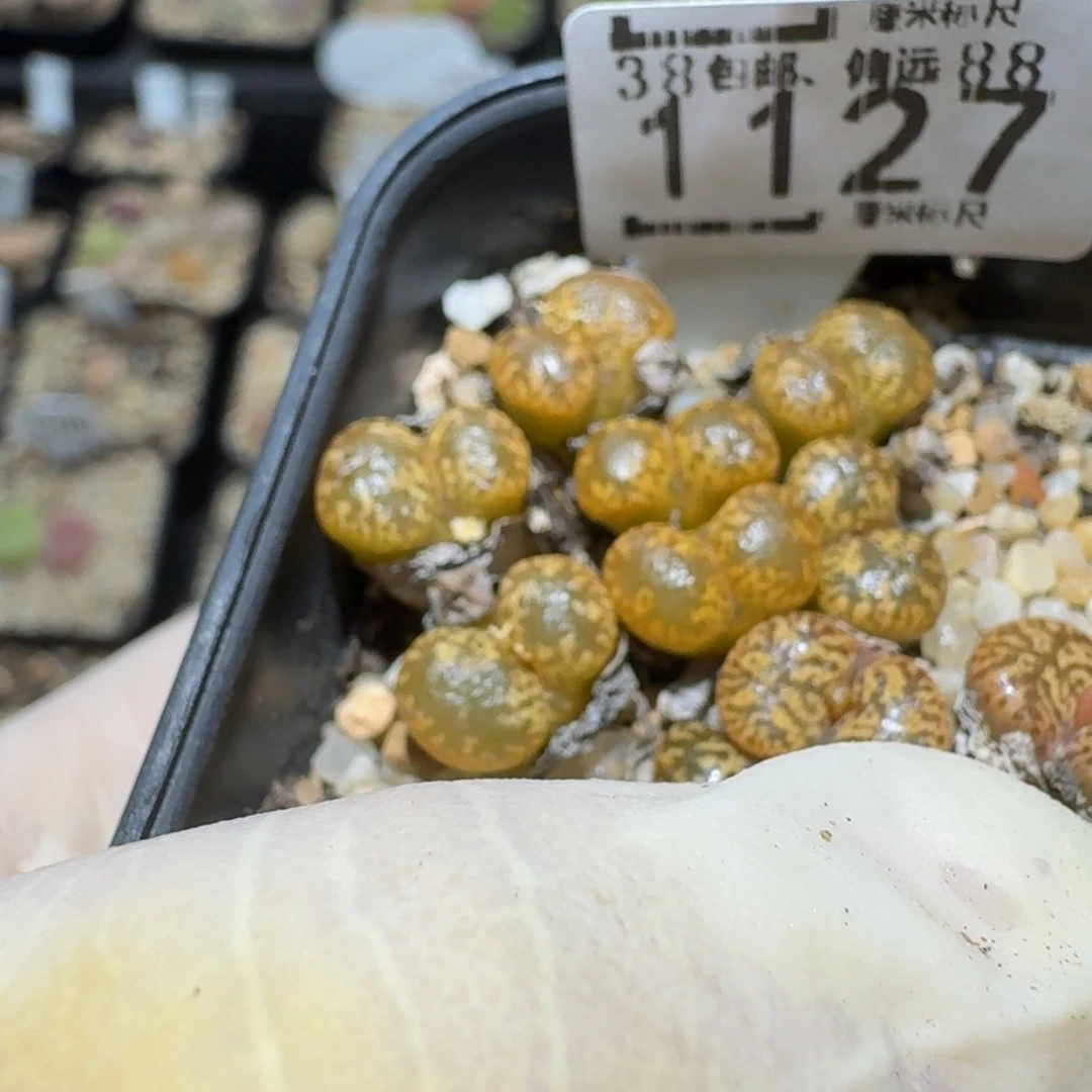 小***乖ZzzzZ生石花肉锥1127