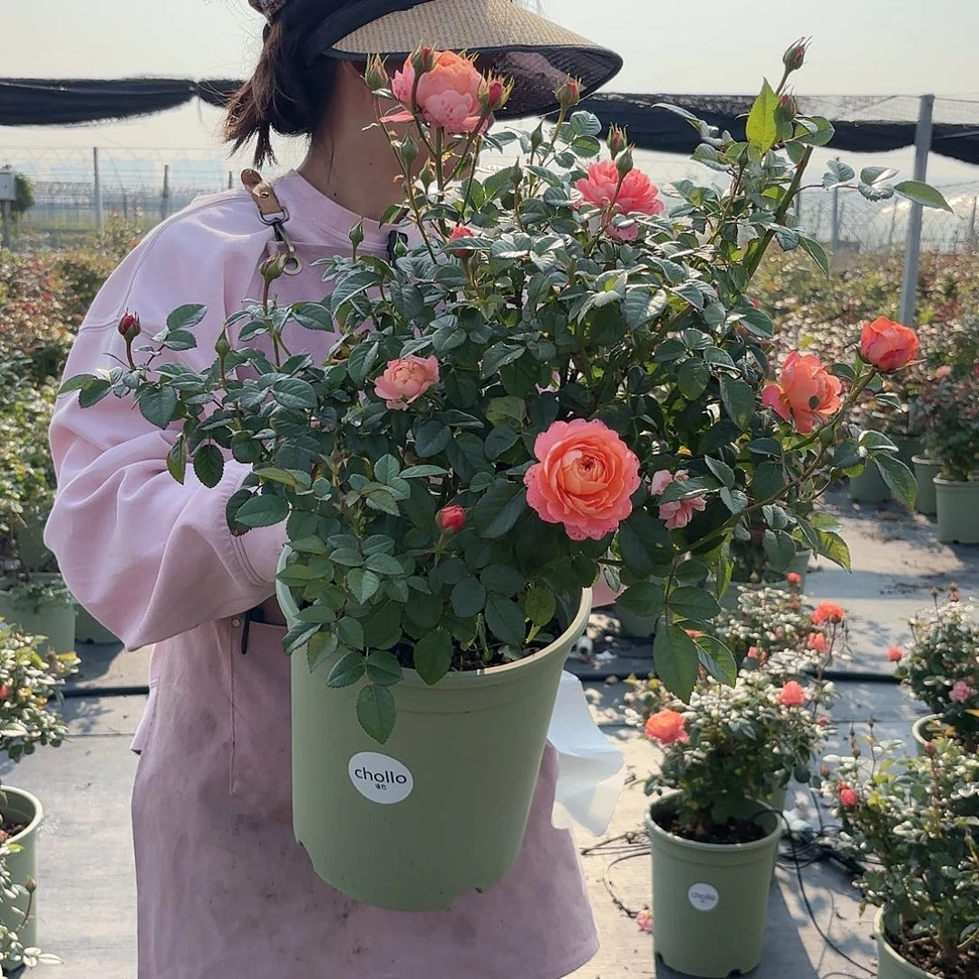 杏色果汁3加仑根接