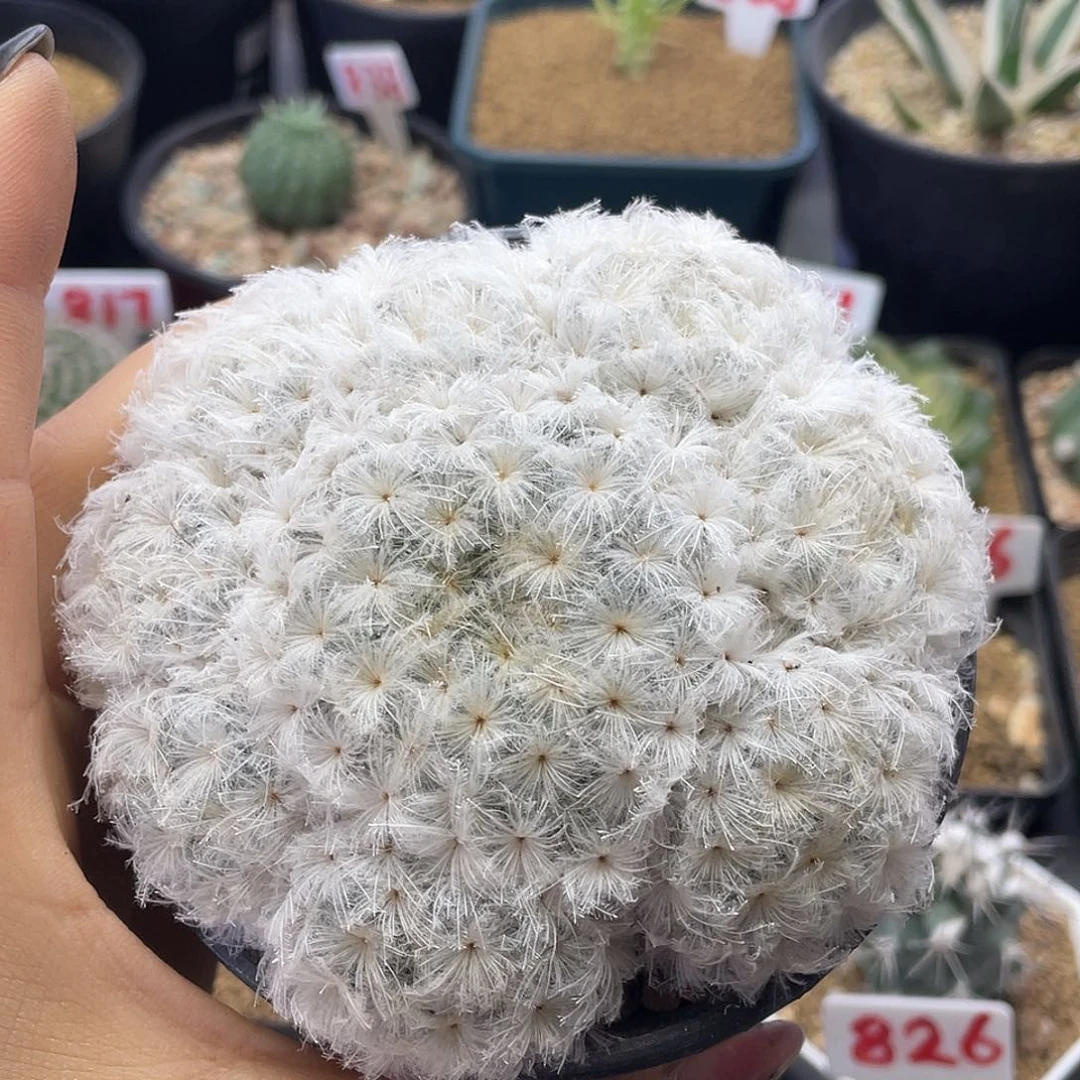 实生羽毛佛头白星仙人球多肉