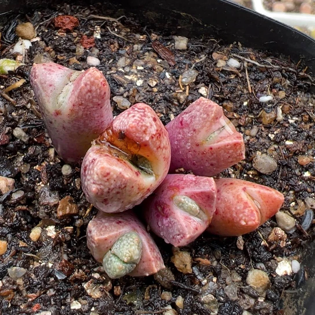 3.3好看的多肉脱土发货283