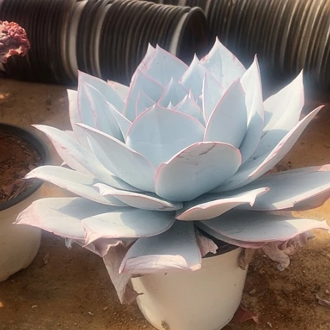 娟34号广寒宫1棵