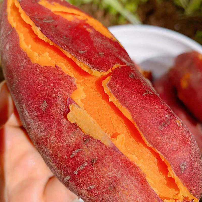 汝阳西瓜红红薯哈密红薯番薯地瓜2025