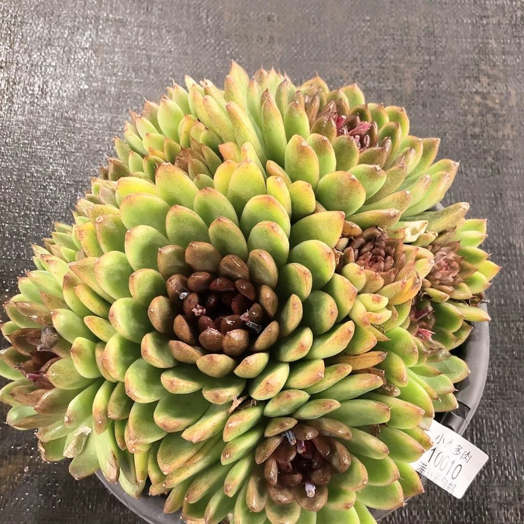 小杰黑水晶10010