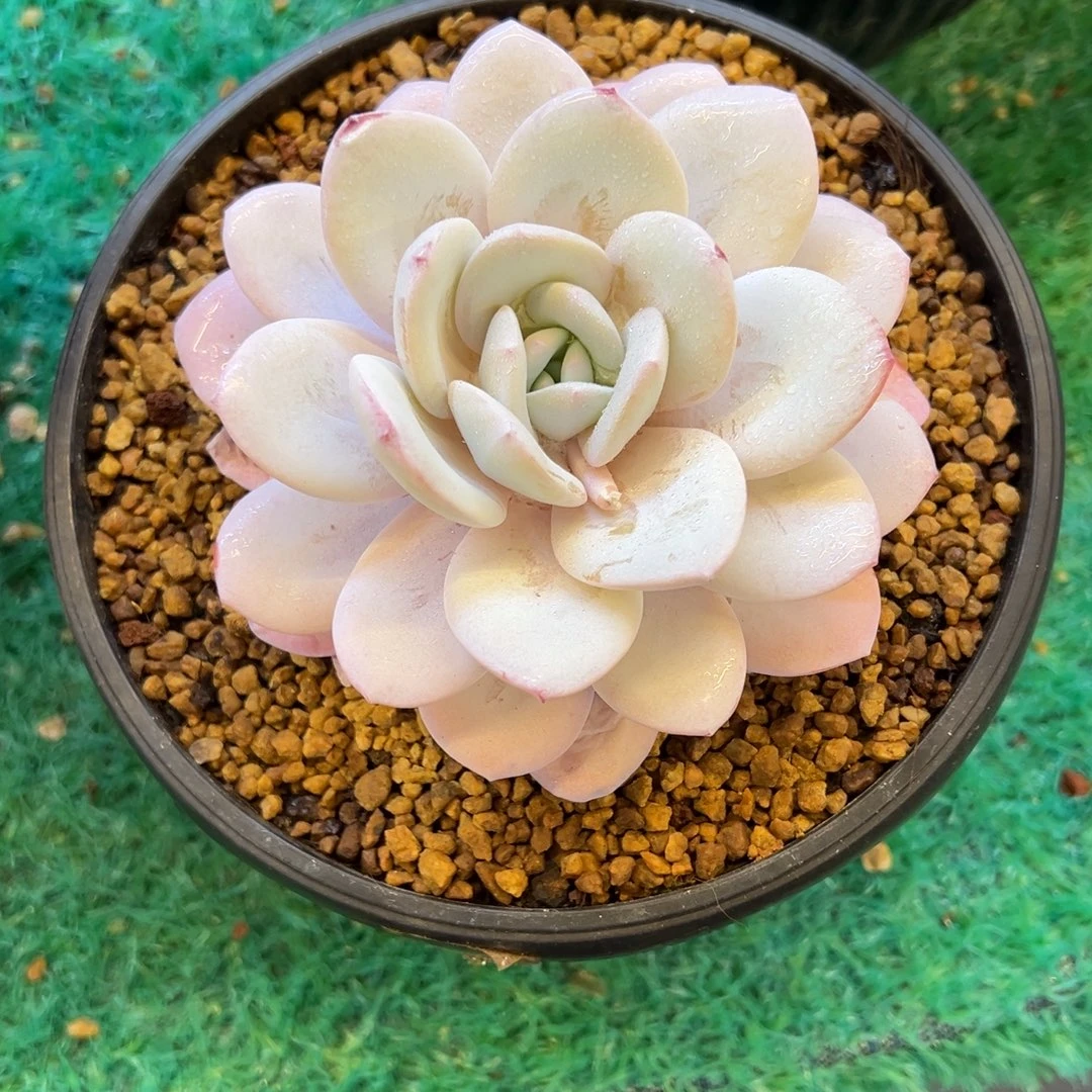 雪莲，，，，，，，，，，，，，，，，，，