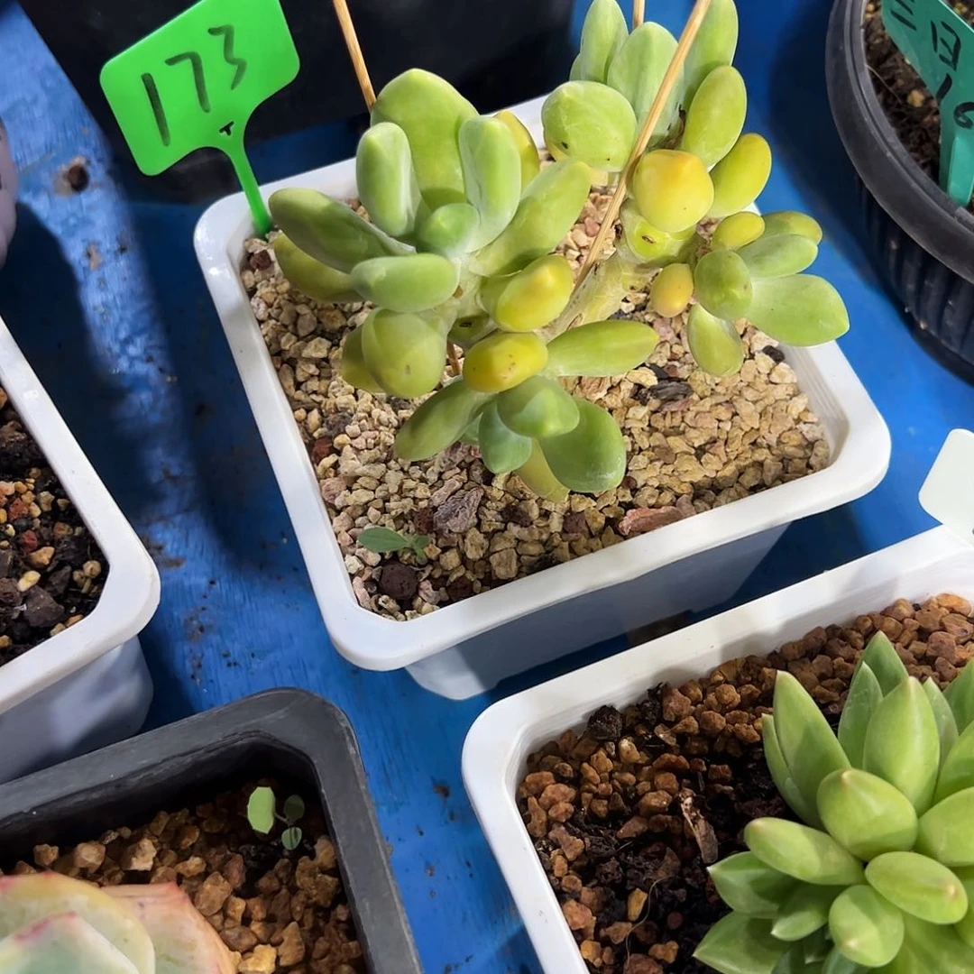 芒果奶群多肉植物
