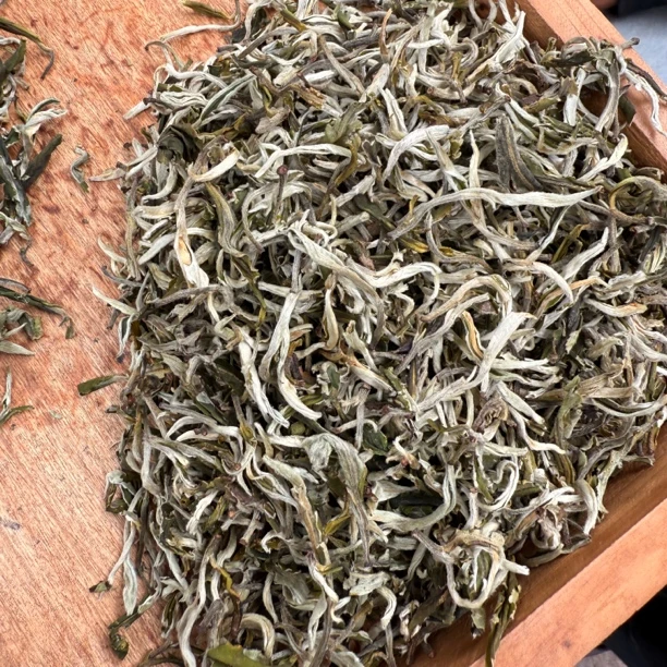 佛香V机绿茶 普洱孟连 2025年 夏茶