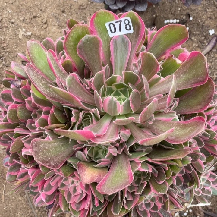 龙**舞078多肉植物男神