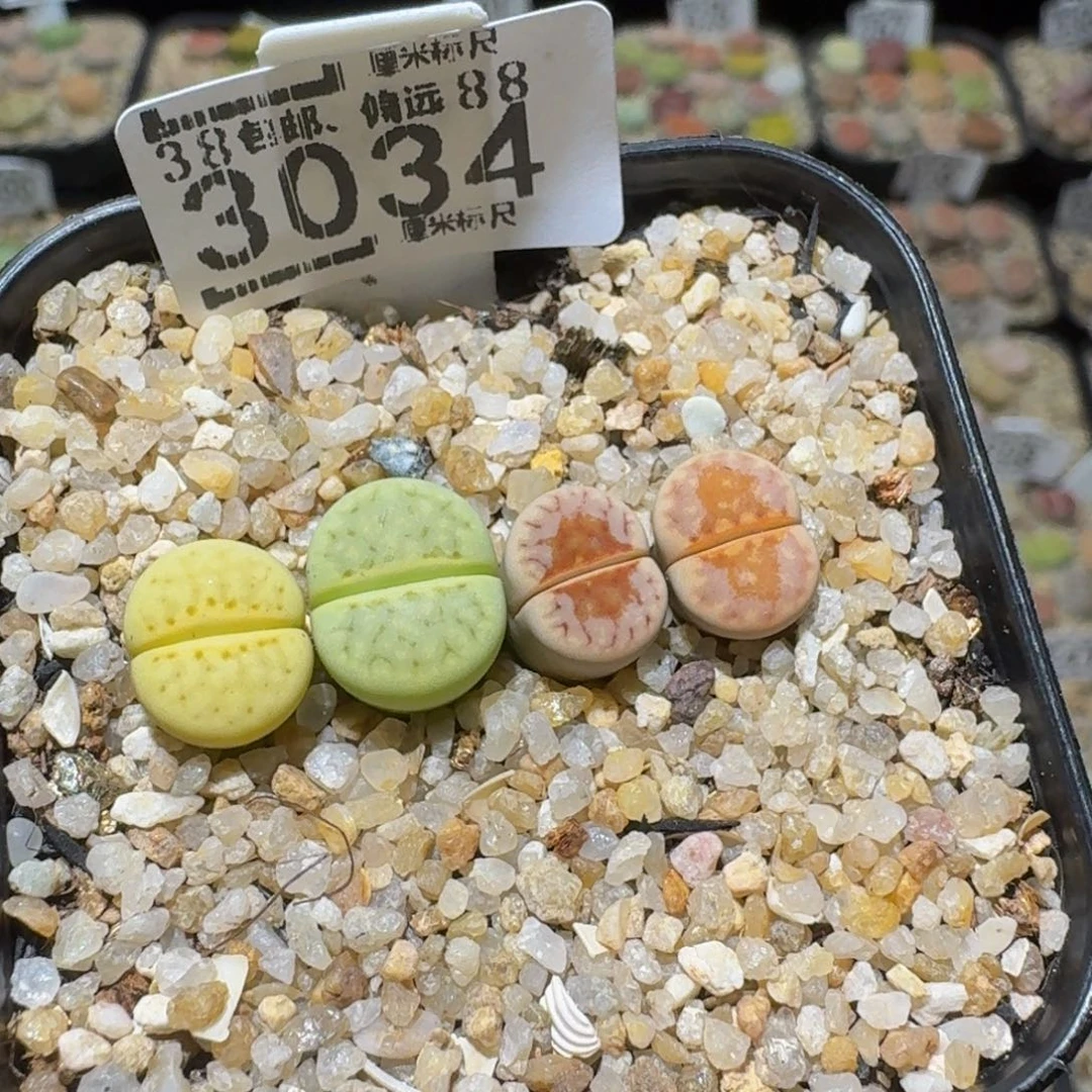 绝绝绝子生石花3034