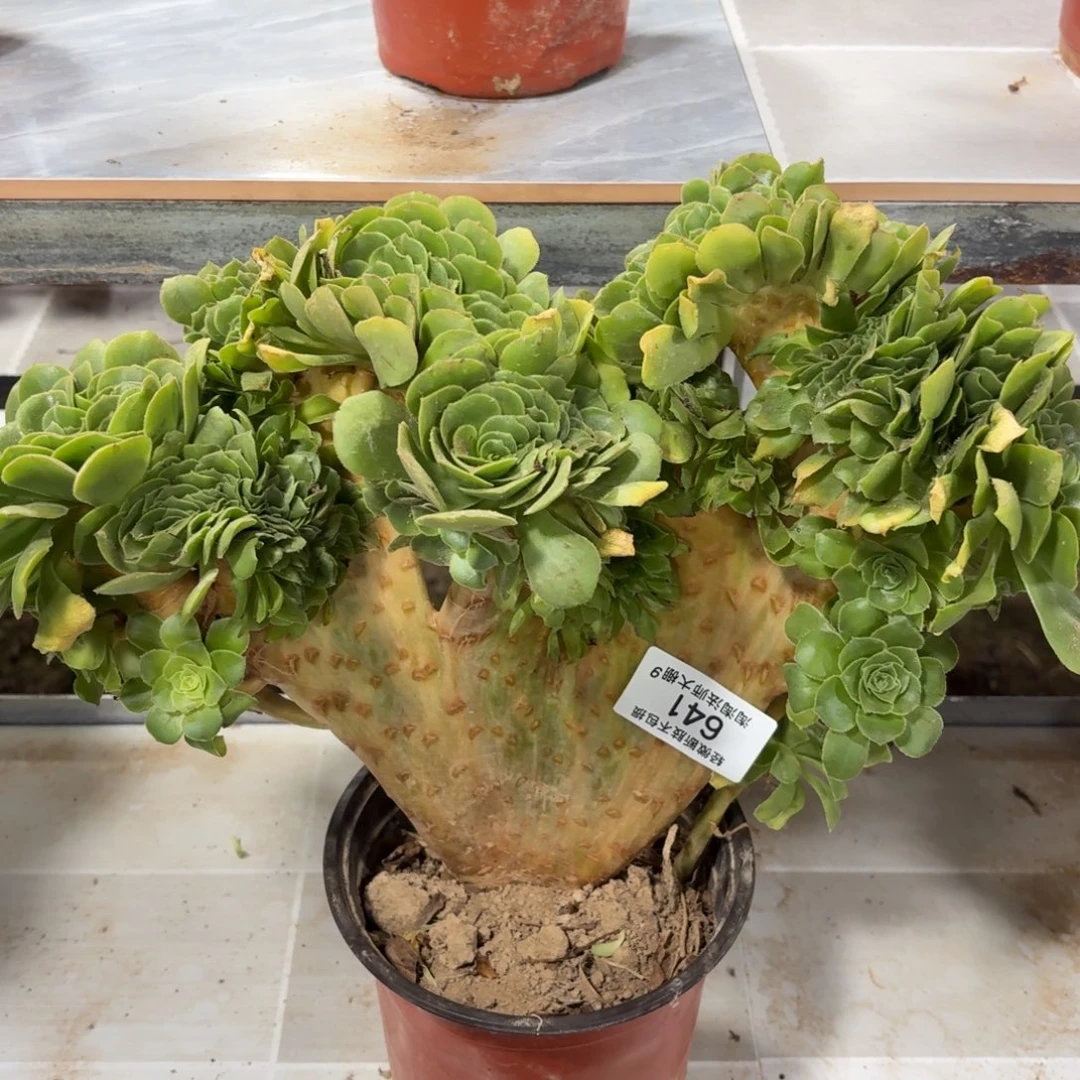 641绿羊绒缀化多肉植物法师