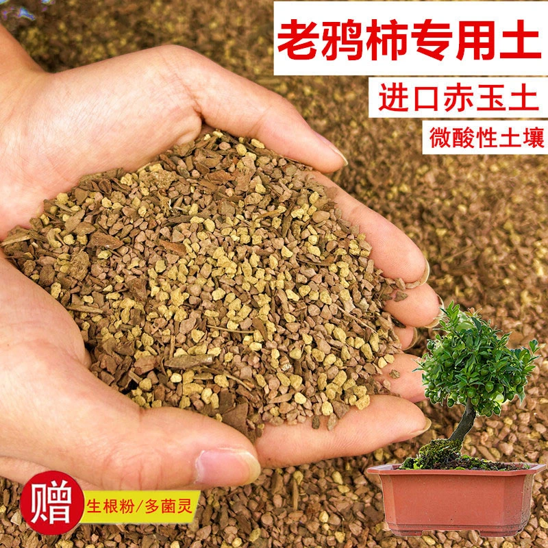 老鸦柿植物颗粒土透气赤玉土风化土营养土盆景土花卉绿植种植土