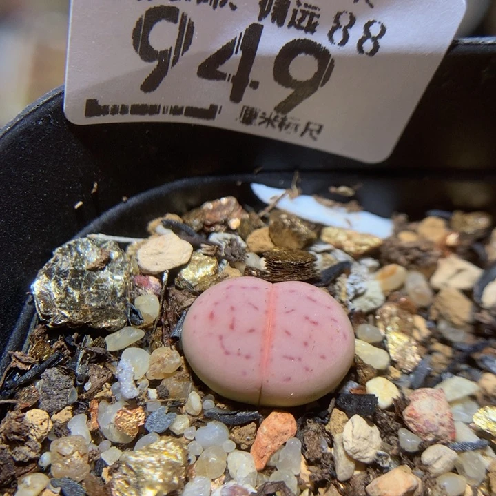 Sss可以在这里看949