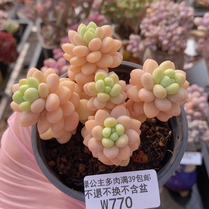 洛可可9cm770多肉植物