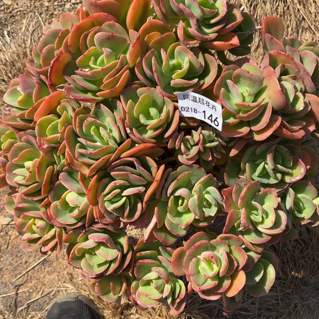 阳*暖同温层多肉146火焰玫瑰