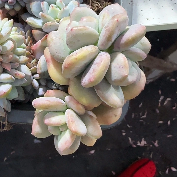 青蛙王子儿童牙膏套装。