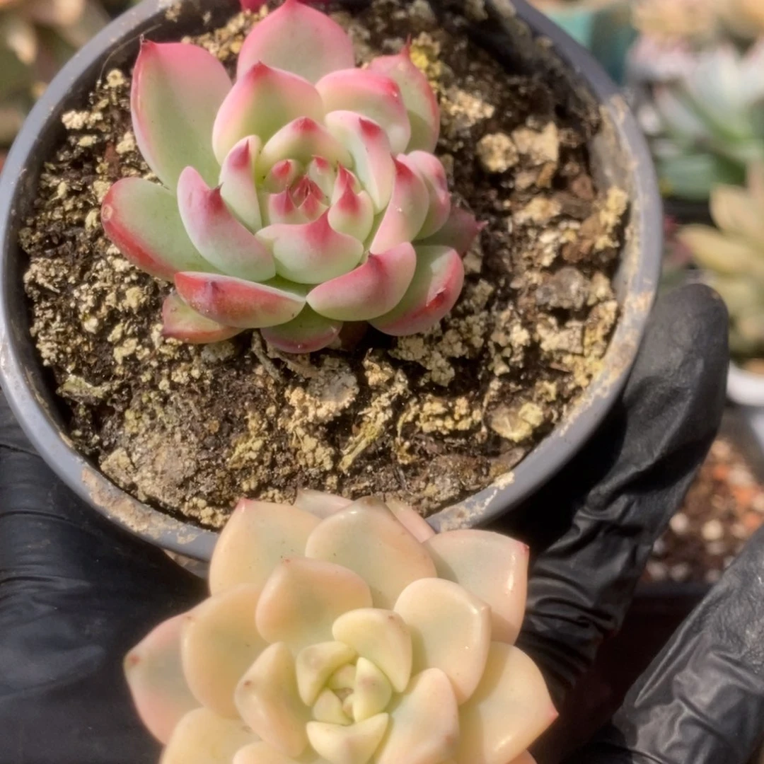 396吉娃娃-红粉佳人宽锦