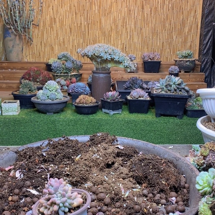 伊***一111号汤圆多肉植物