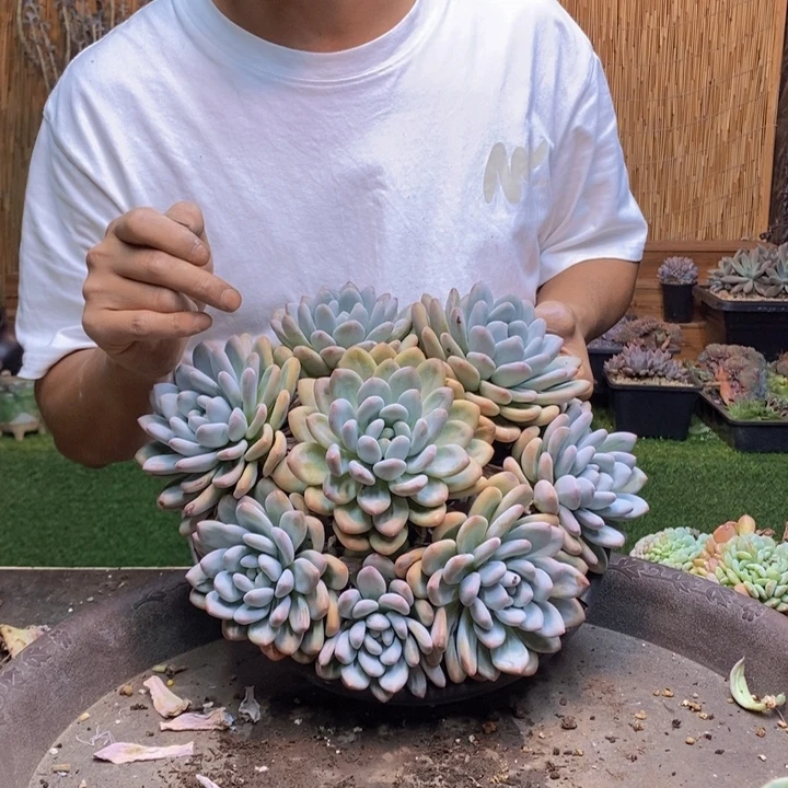 云***。952号香水多肉植物