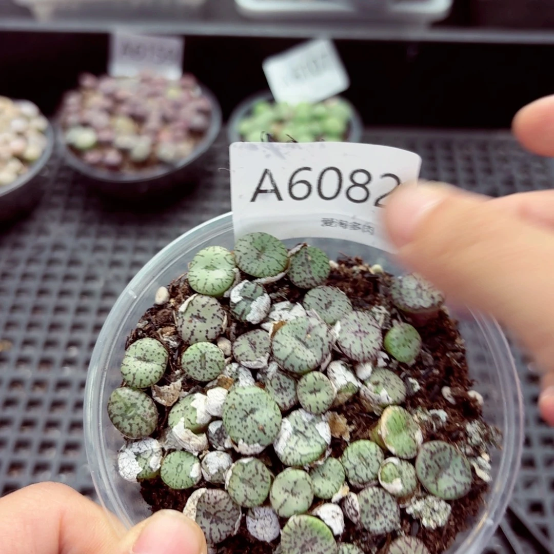 6082—生石花 生石花
