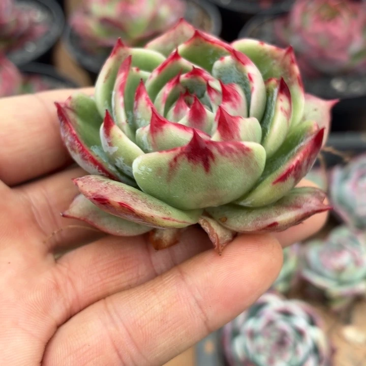 开播福利惊鸿仙子