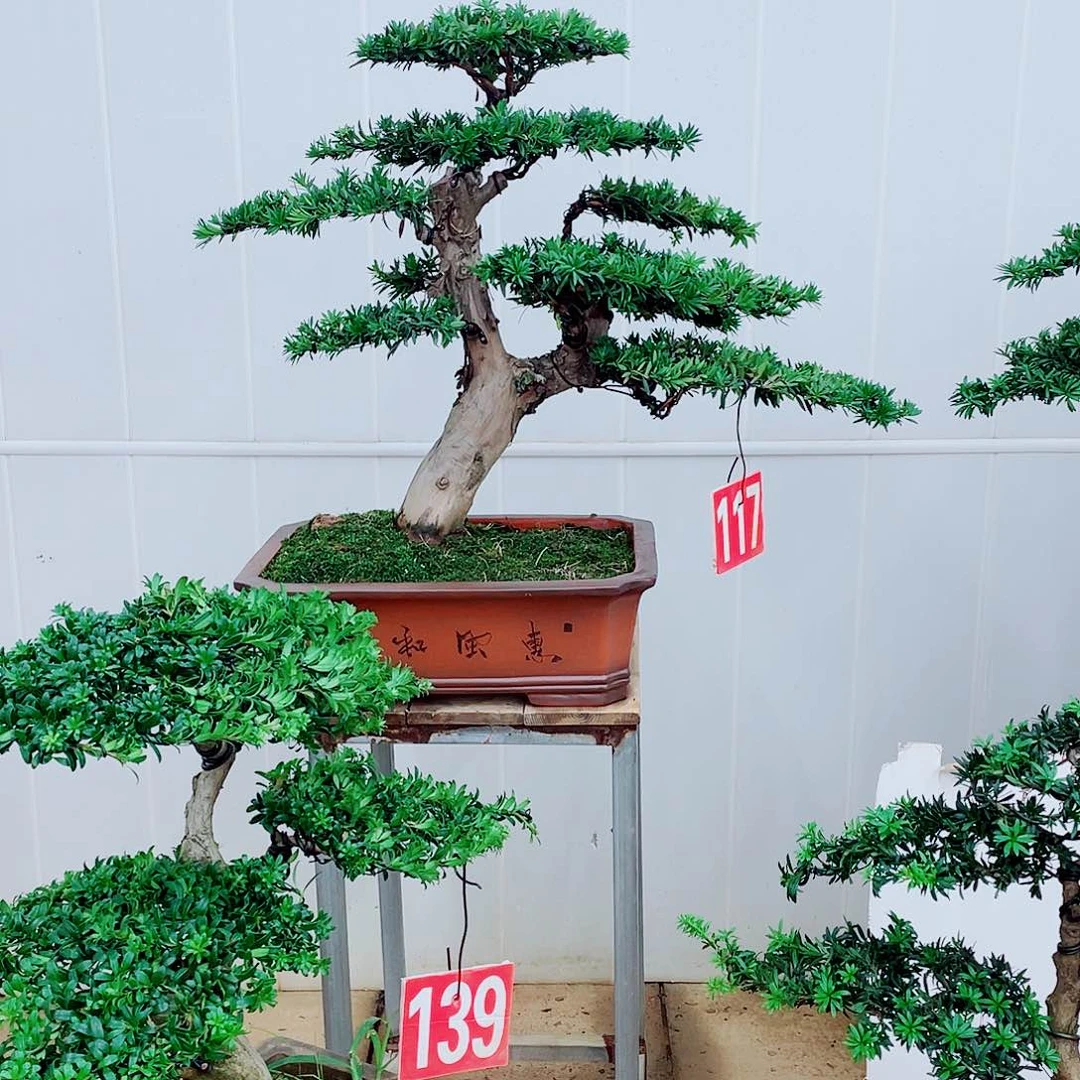 无花朵罗汉松盆景艺术的