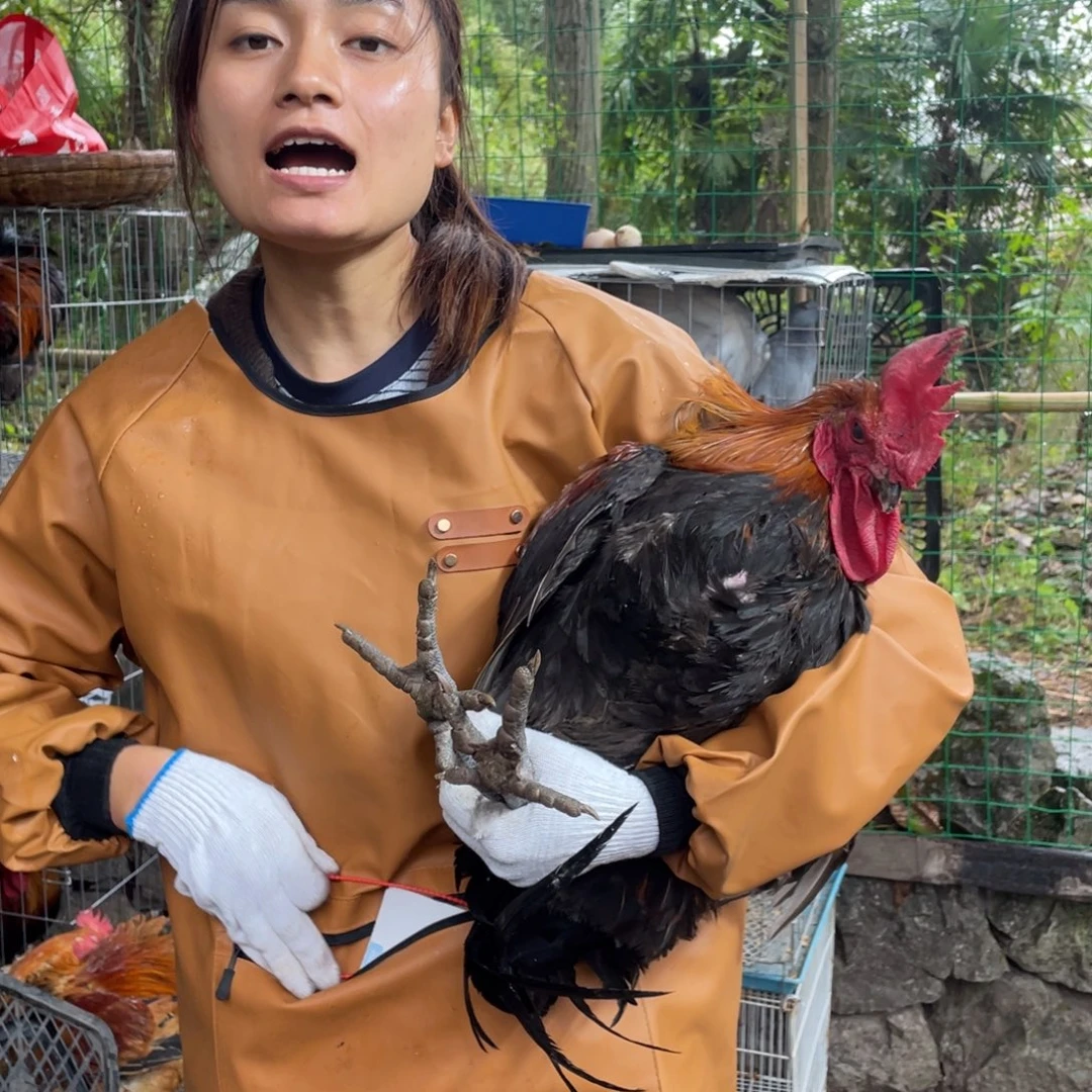 18中国大陆包装贵州散养土鸡100号