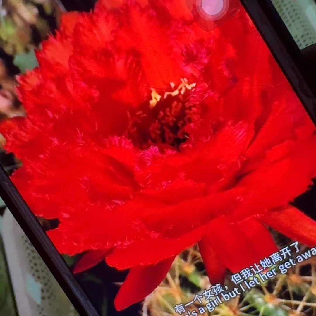 35号侧芽5公分毛花柱