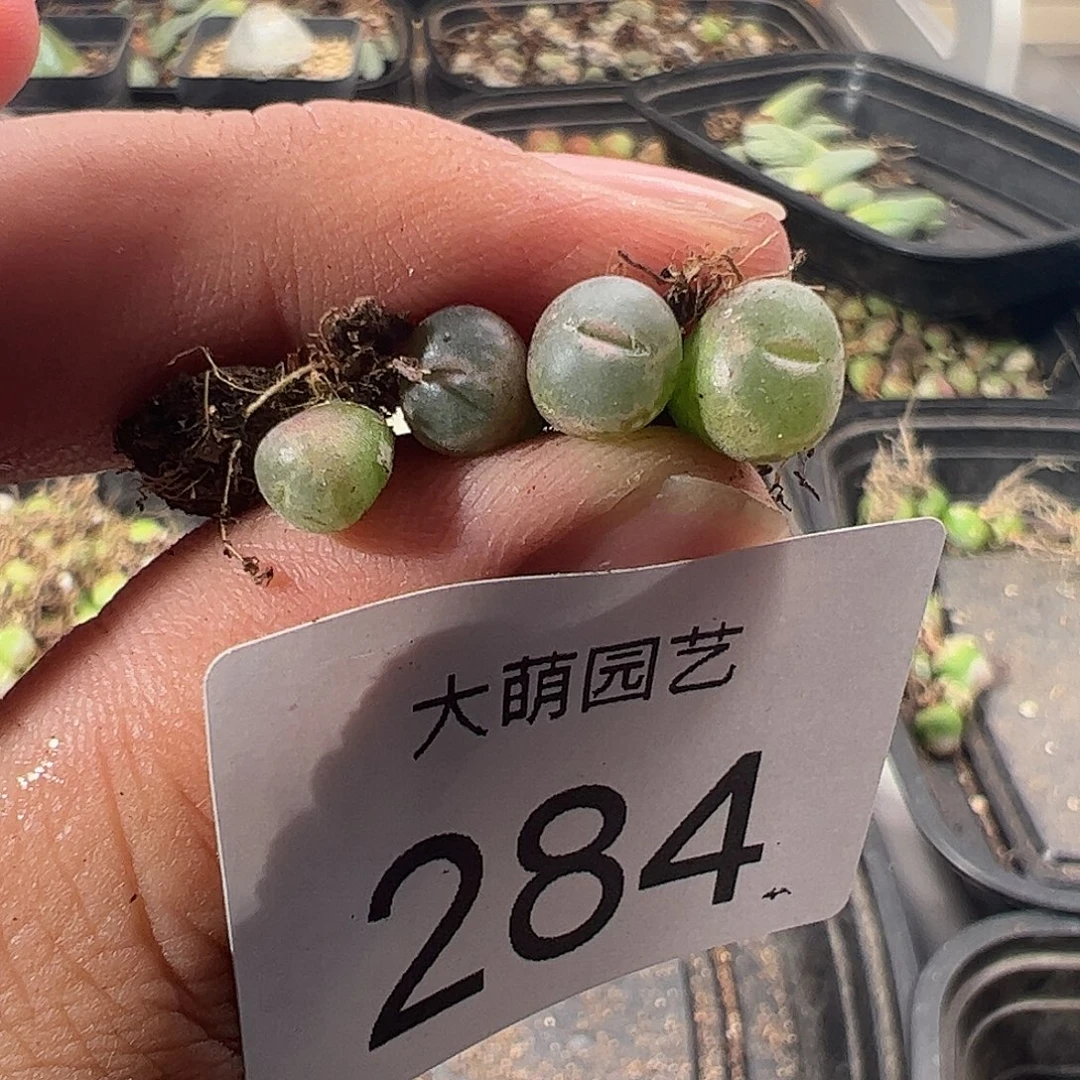 一物一拍正版安格尼斯之眼，284