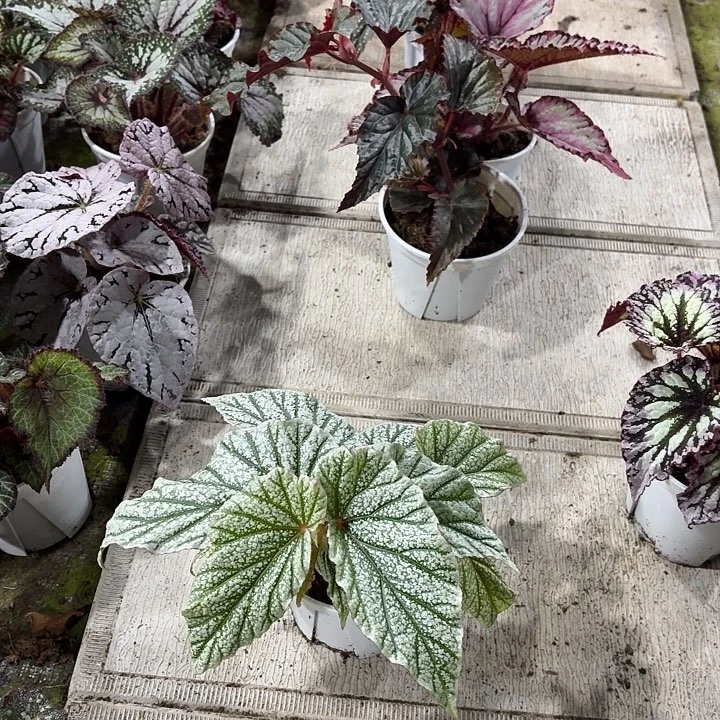 完全开放唐米勒秋海棠