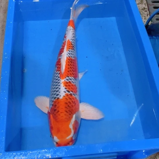 海水赤木芒果孔雀