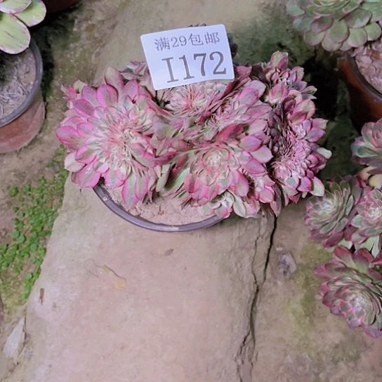 用****51172荔枝坠多肉植物