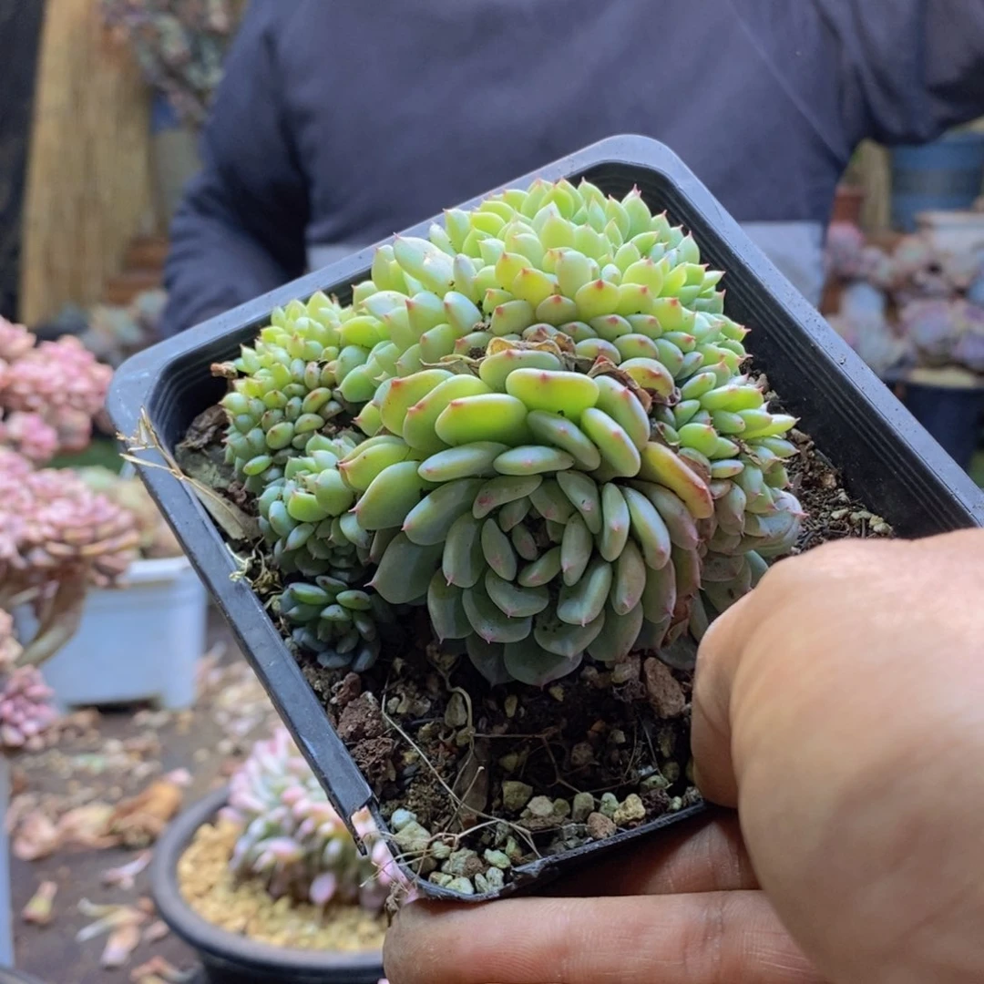 N****d30号白胖子缀多肉