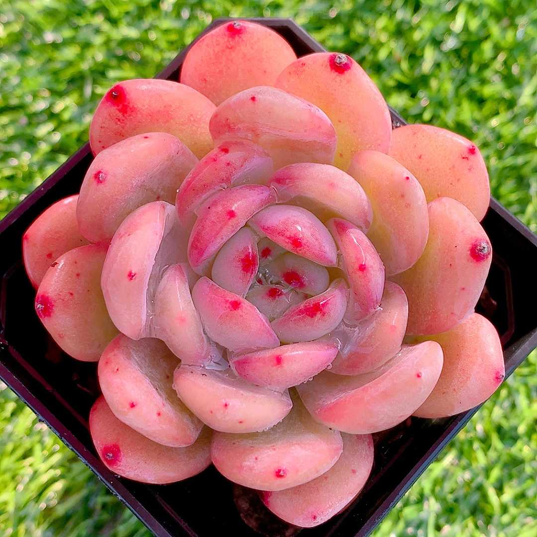 全明星单双混发精品多肉植物盆栽阳台花卉一单包邮