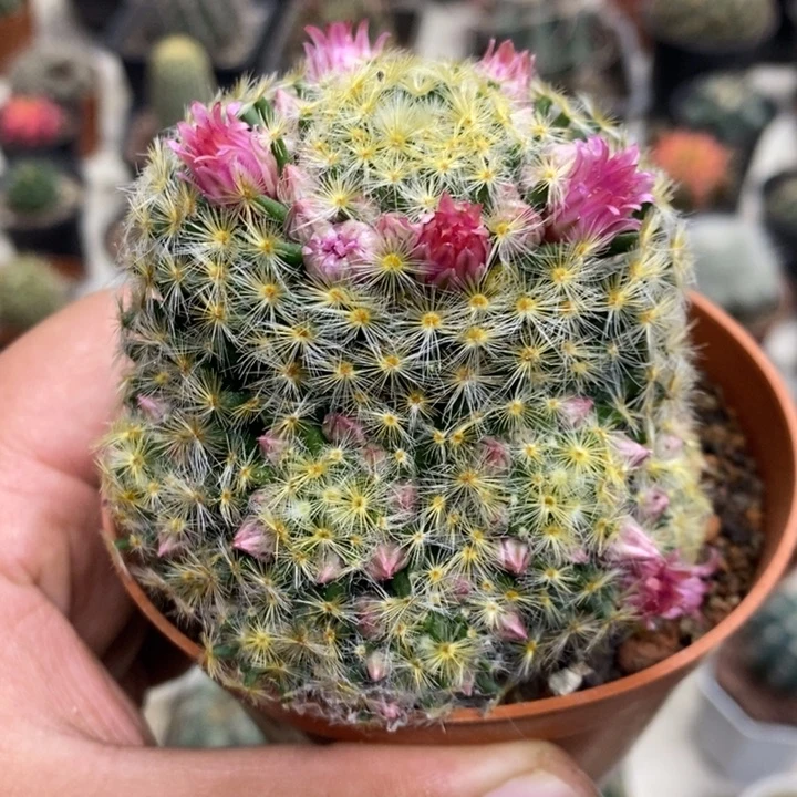 实生大号明星特价