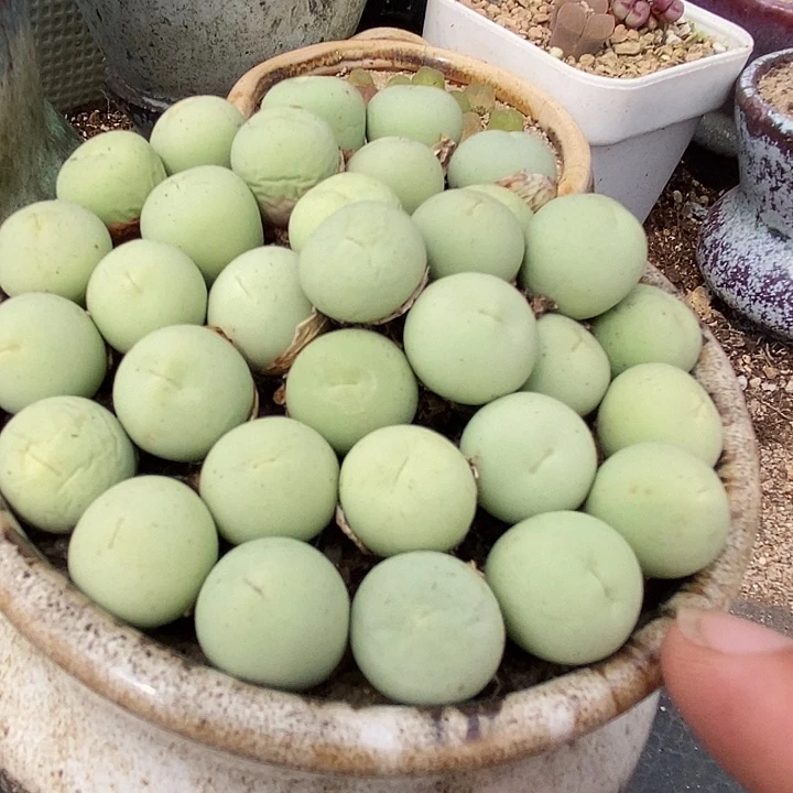 鸽子蛋一颗   1.2厘米