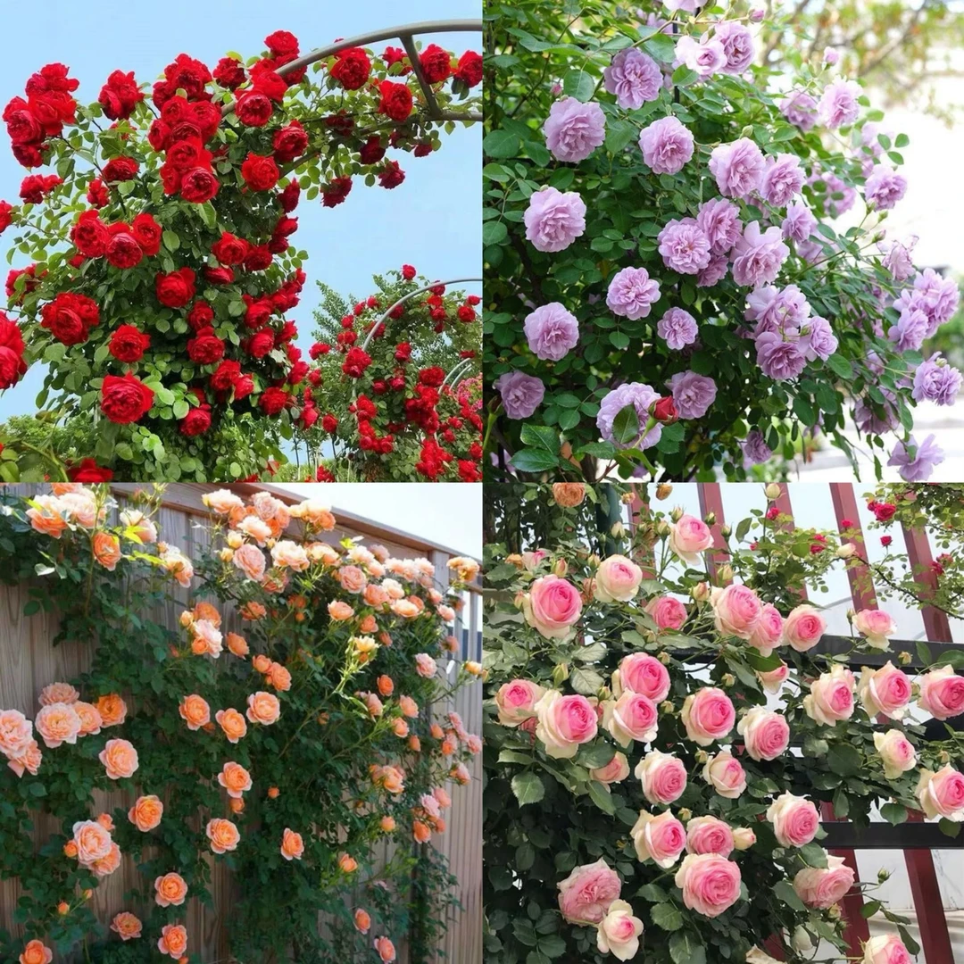 【藤本中苗】粉龙蒂娜爬藤月季春季爆花月季花苗