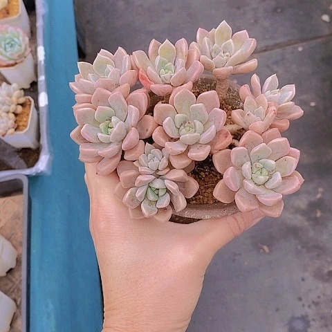 1370多肉植物老桩