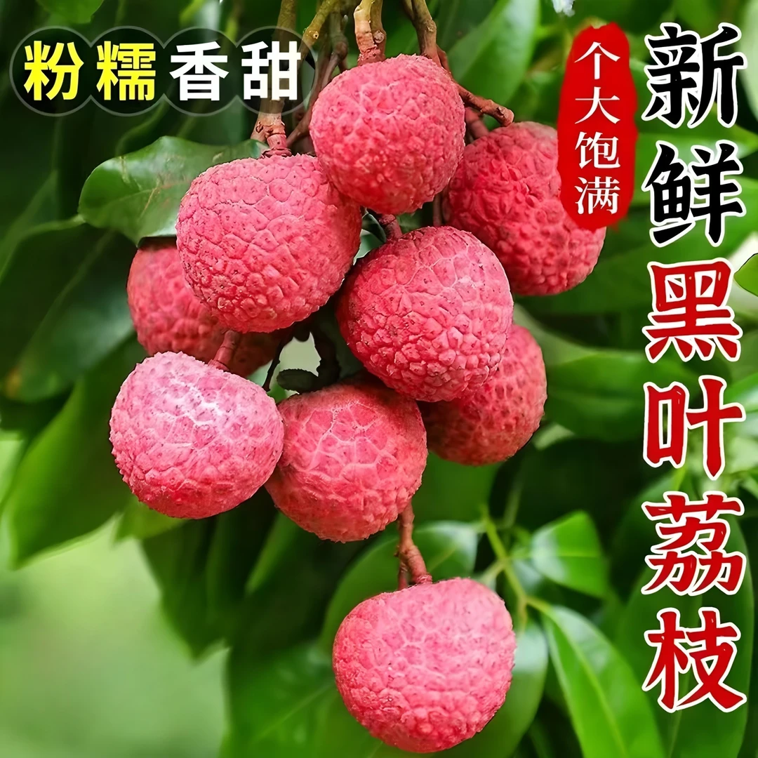 【冷链直达】黑叶荔枝现摘新鲜精选老树大果香甜可口皮薄肉厚