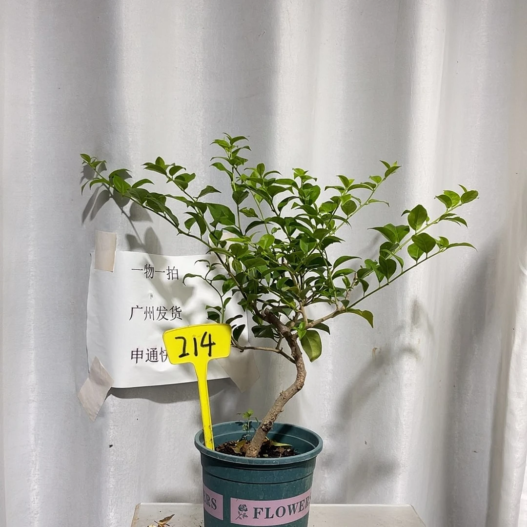 当前无花栽培后可以开花214巴西紫扦插