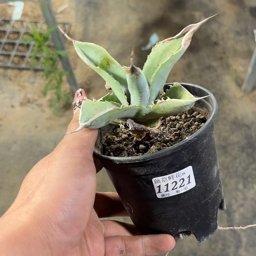 血*11221一物一拍单头发货