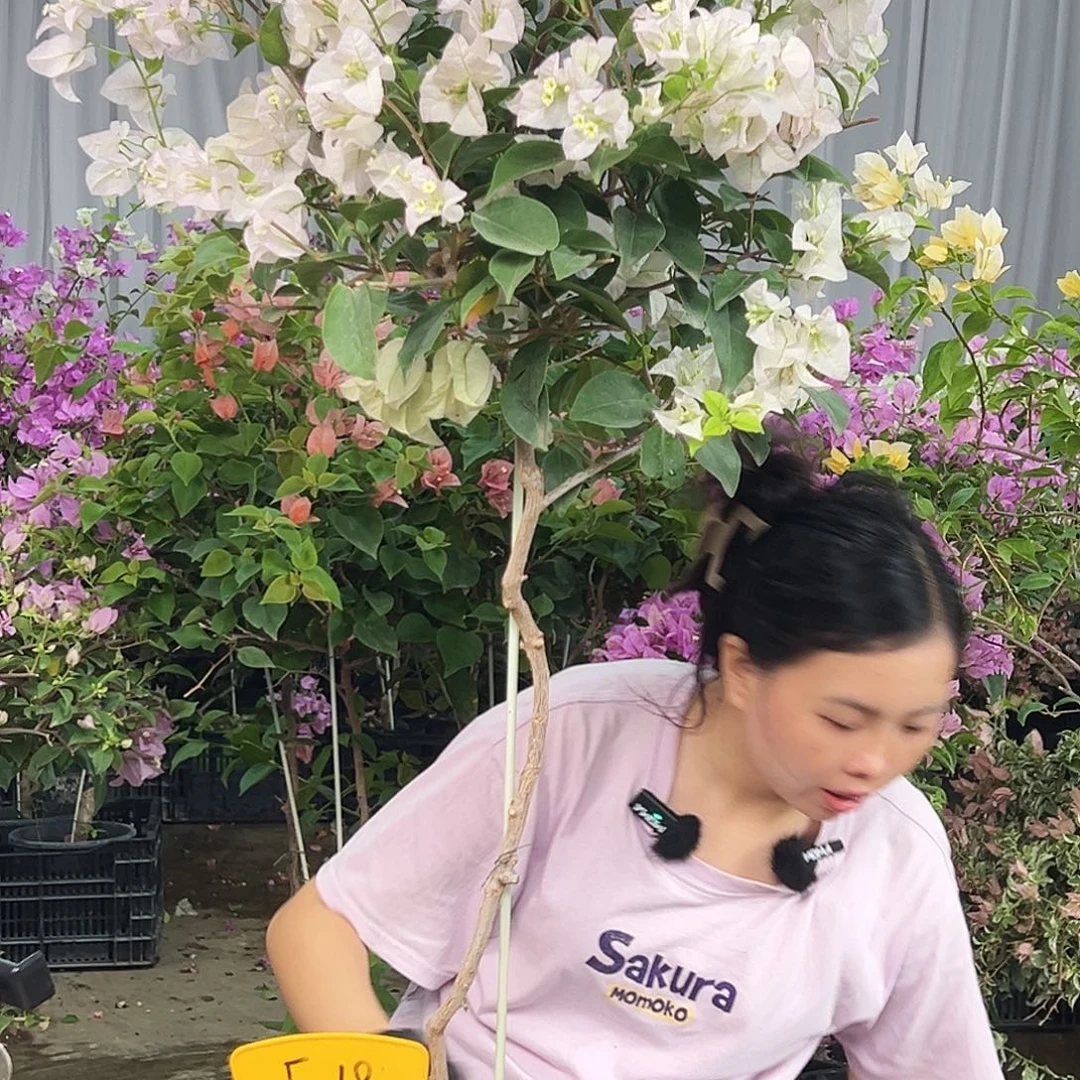 夏***雪大部分花苞少量开放F18丽娜